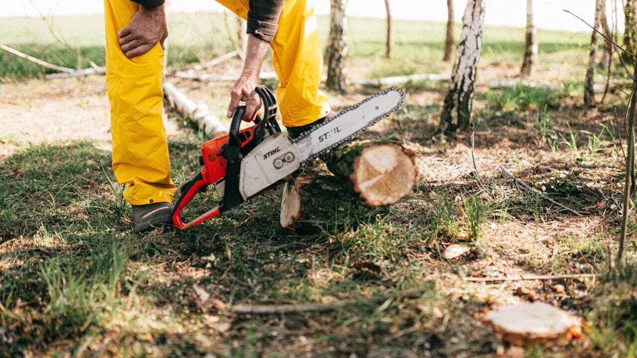 Best Tree Root Removal  in Whiteman Af, MO